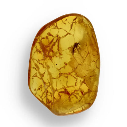 Get your Natural Baltic Amber Fossil with Insect Inclusion online now or in store at Forever Gems in Franschhoek, South Africa