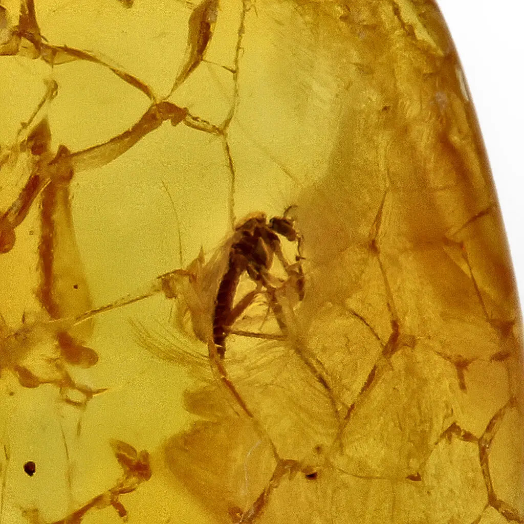 Get your Natural Baltic Amber Fossil with Insect Inclusion online now or in store at Forever Gems in Franschhoek, South Africa