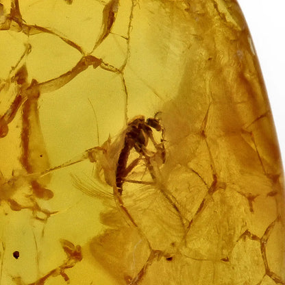 Get your Natural Baltic Amber Fossil with Insect Inclusion online now or in store at Forever Gems in Franschhoek, South Africa