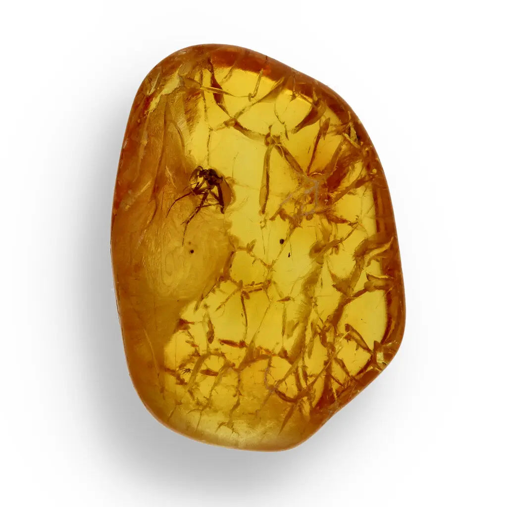 Get your Natural Baltic Amber Fossil with Insect Inclusion online now or in store at Forever Gems in Franschhoek, South Africa