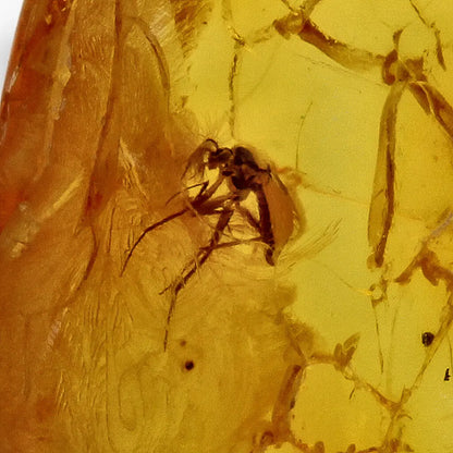 Get your Natural Baltic Amber Fossil with Insect Inclusion online now or in store at Forever Gems in Franschhoek, South Africa