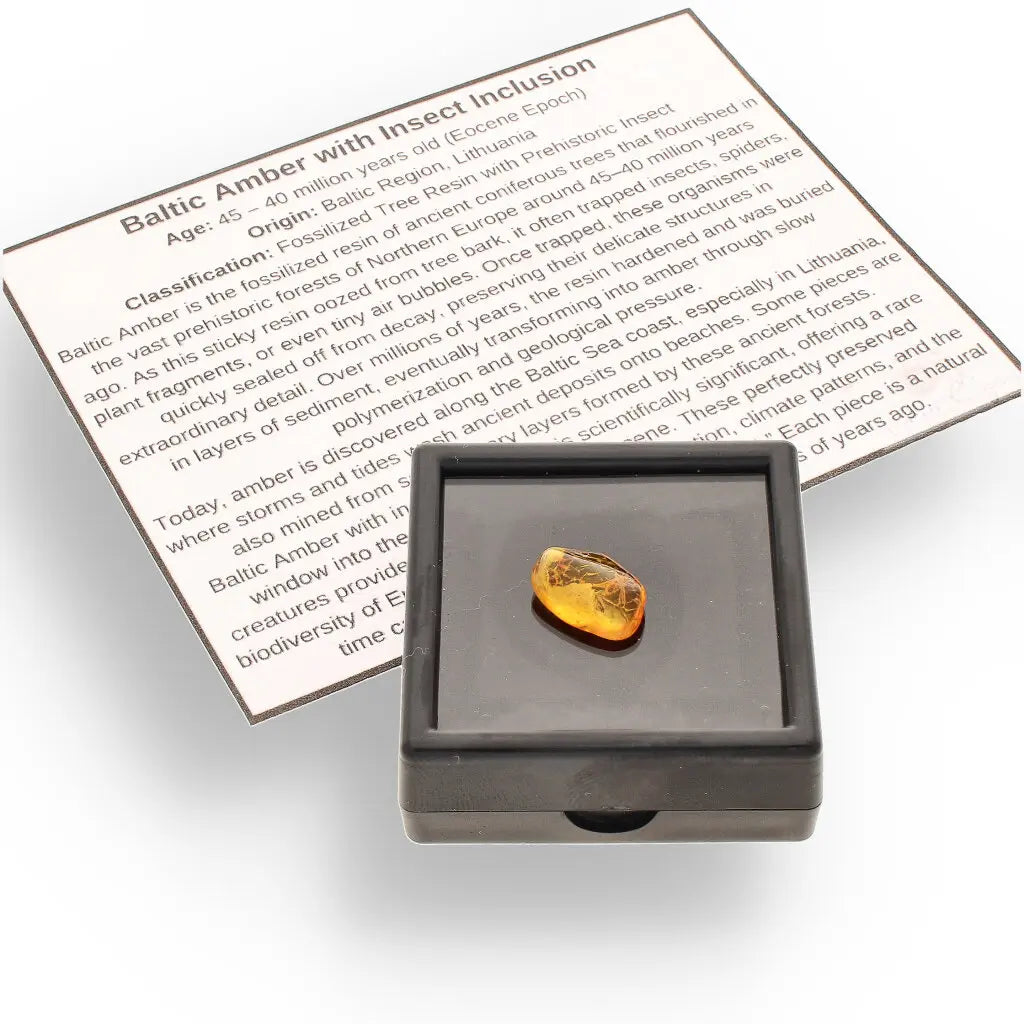 Get your Natural Baltic Amber Fossil with Insect Inclusion online now or in store at Forever Gems in Franschhoek, South Africa