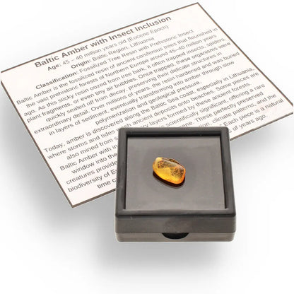 Get your Natural Baltic Amber Fossil with Insect Inclusion online now or in store at Forever Gems in Franschhoek, South Africa