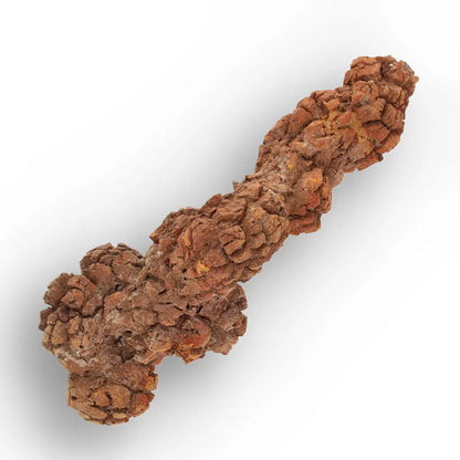 Get your Genuine Coprolite Fossil from Mahajanga Madagascar – Cretaceous online now or in store at Forever Gems in Franschhoek, South Africa