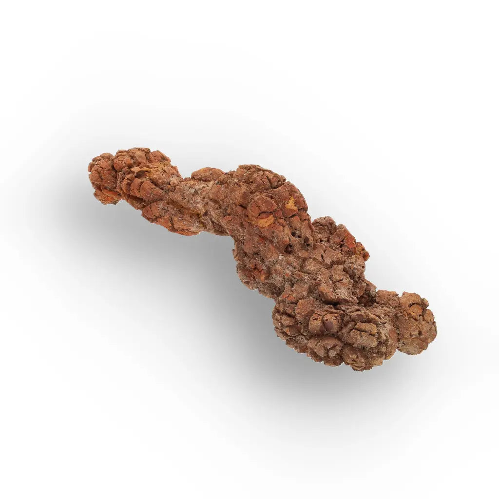 Get your Genuine Coprolite Fossil from Mahajanga Madagascar – Cretaceous online now or in store at Forever Gems in Franschhoek, South Africa