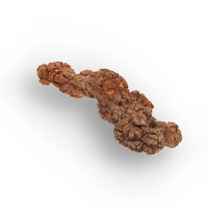 Get your Genuine Coprolite Fossil from Mahajanga Madagascar – Cretaceous online now or in store at Forever Gems in Franschhoek, South Africa