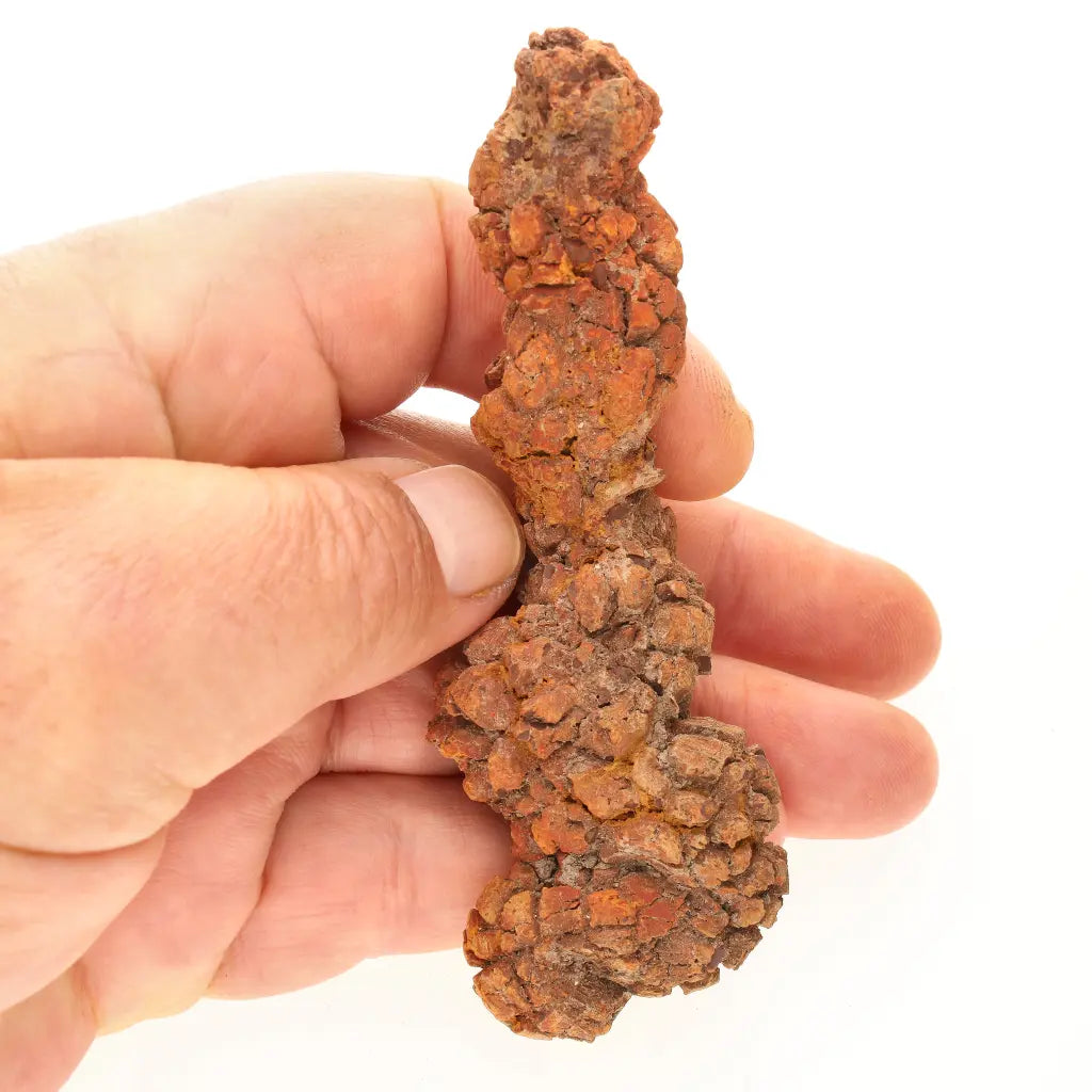 Get your Genuine Coprolite Fossil from Mahajanga Madagascar – Cretaceous online now or in store at Forever Gems in Franschhoek, South Africa