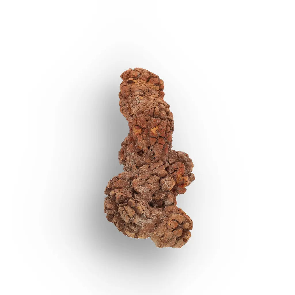 Get your Genuine Coprolite Fossil from Mahajanga Madagascar – Cretaceous online now or in store at Forever Gems in Franschhoek, South Africa
