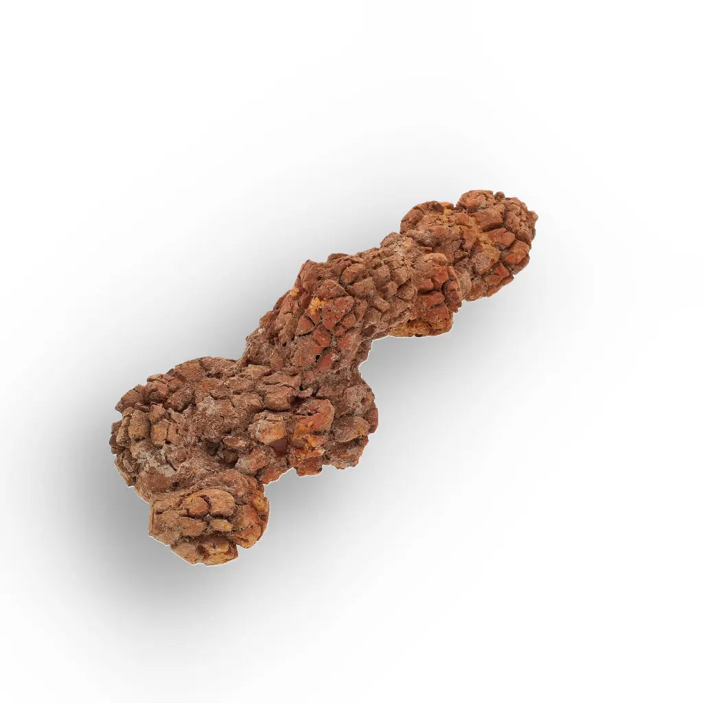 Get your Genuine Coprolite Fossil from Mahajanga Madagascar – Cretaceous online now or in store at Forever Gems in Franschhoek, South Africa