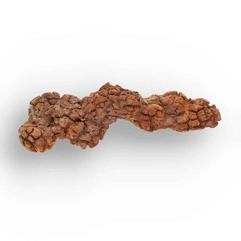 Get your Genuine Coprolite Fossil from Mahajanga Madagascar – Cretaceous online now or in store at Forever Gems in Franschhoek, South Africa