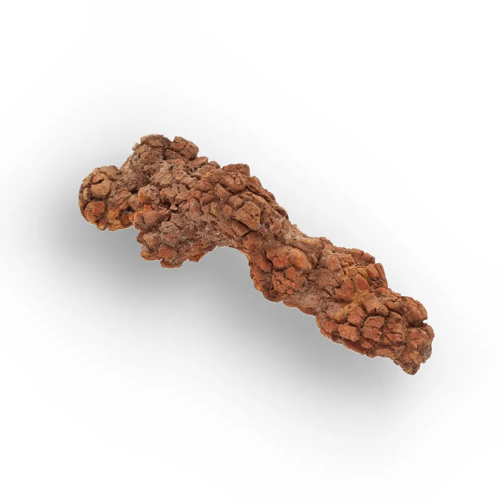 Get your Genuine Coprolite Fossil from Mahajanga Madagascar – Cretaceous online now or in store at Forever Gems in Franschhoek, South Africa