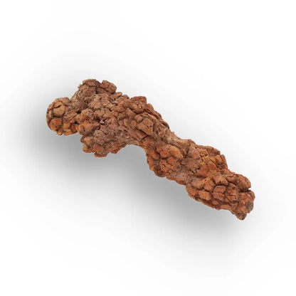 Get your Genuine Coprolite Fossil from Mahajanga Madagascar – Cretaceous online now or in store at Forever Gems in Franschhoek, South Africa