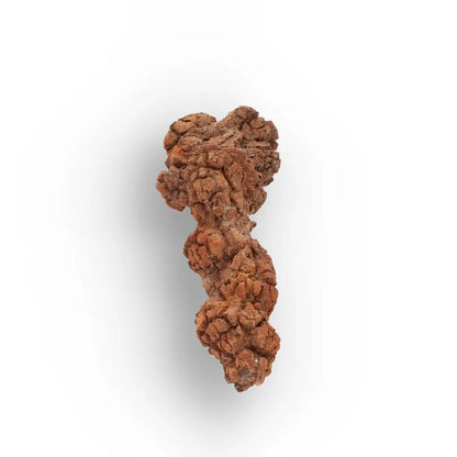 Get your Genuine Coprolite Fossil from Mahajanga Madagascar – Cretaceous online now or in store at Forever Gems in Franschhoek, South Africa