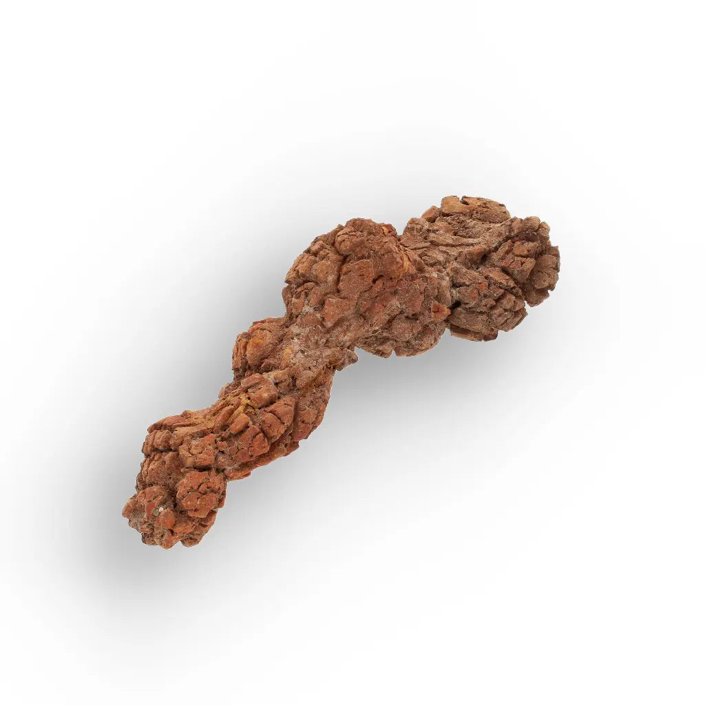 Get your Genuine Coprolite Fossil from Mahajanga Madagascar – Cretaceous online now or in store at Forever Gems in Franschhoek, South Africa