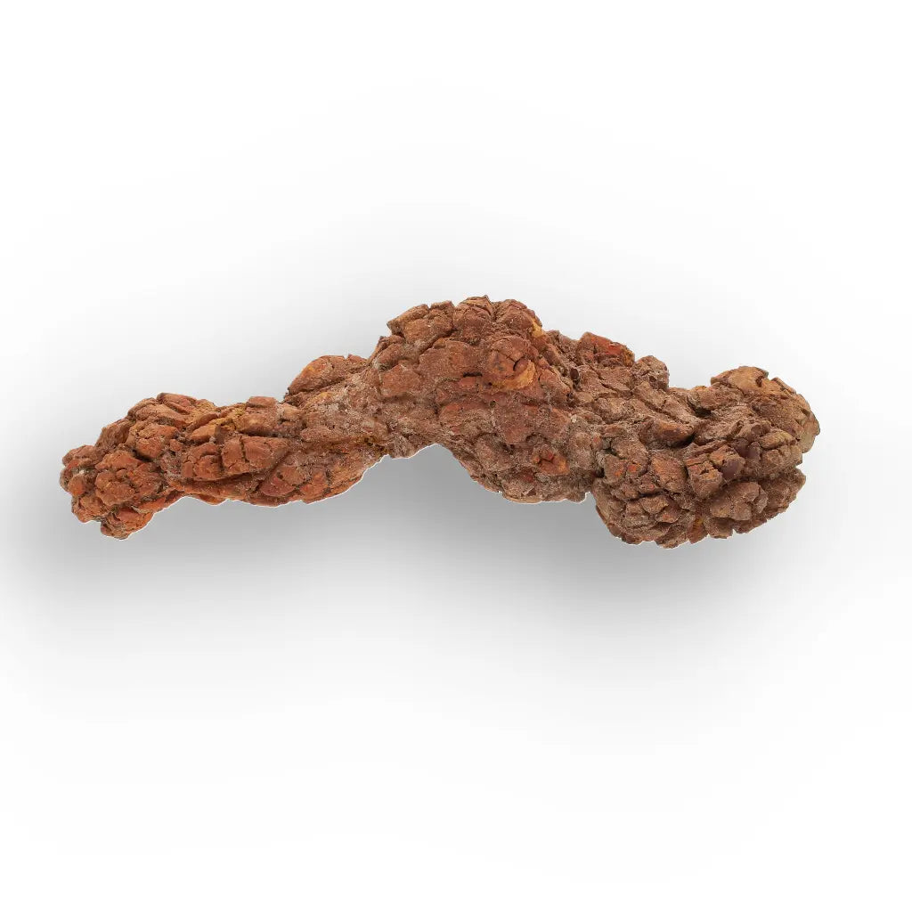 Get your Genuine Coprolite Fossil from Mahajanga Madagascar – Cretaceous online now or in store at Forever Gems in Franschhoek, South Africa