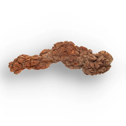 Get your Genuine Coprolite Fossil from Mahajanga Madagascar – Cretaceous online now or in store at Forever Gems in Franschhoek, South Africa