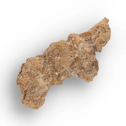 Get your Madagascar Coprolite Fossil – Rare Prehistoric Digestive Relic online now or in store at Forever Gems in Franschhoek, South Africa