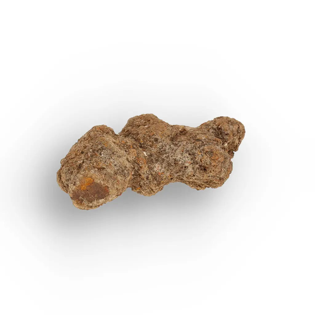 Get your Madagascar Coprolite Fossil – Rare Prehistoric Digestive Relic online now or in store at Forever Gems in Franschhoek, South Africa