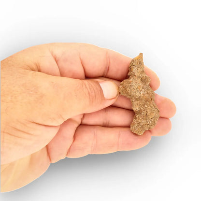 Get your Madagascar Coprolite Fossil – Rare Prehistoric Digestive Relic online now or in store at Forever Gems in Franschhoek, South Africa