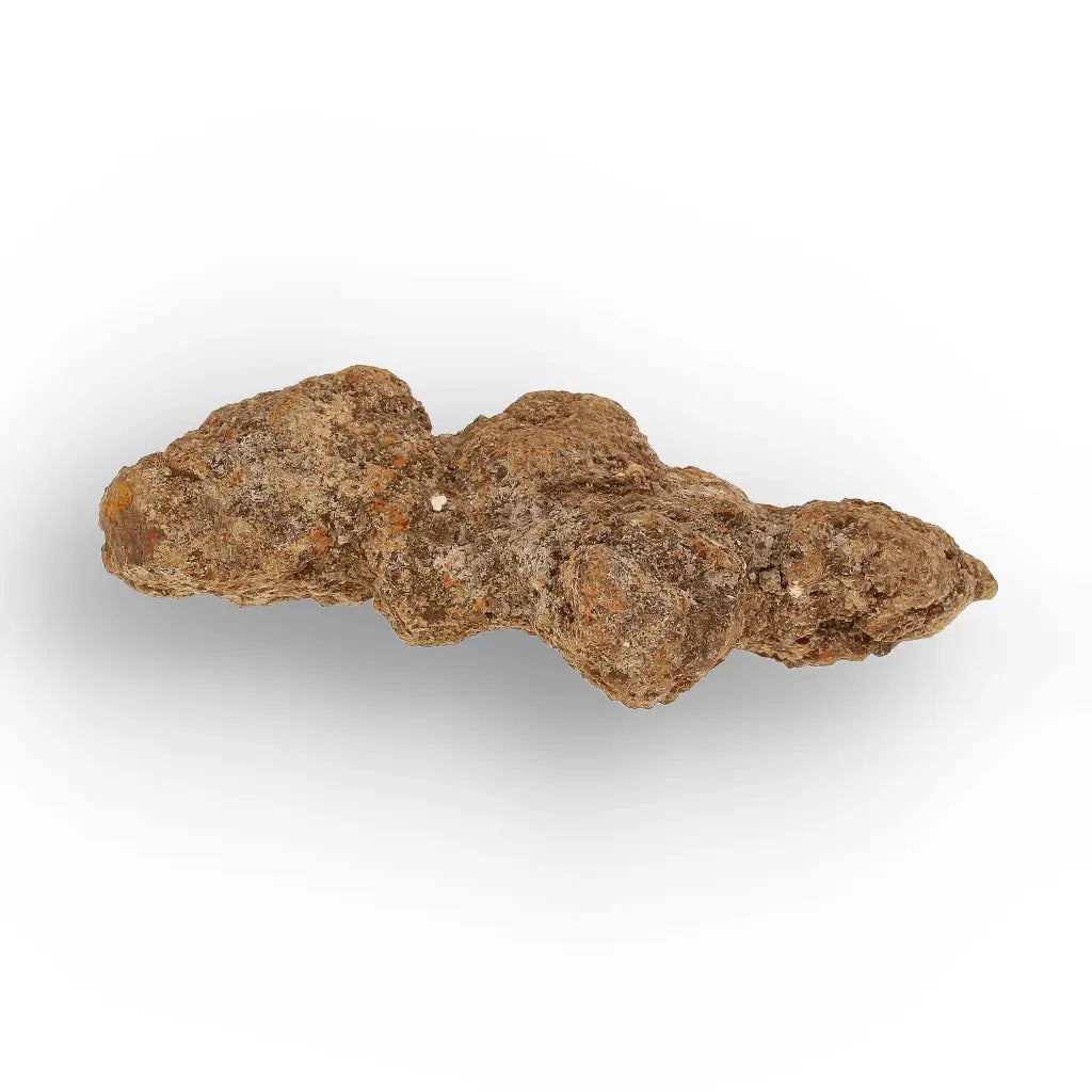 Get your Madagascar Coprolite Fossil – Rare Prehistoric Digestive Relic online now or in store at Forever Gems in Franschhoek, South Africa