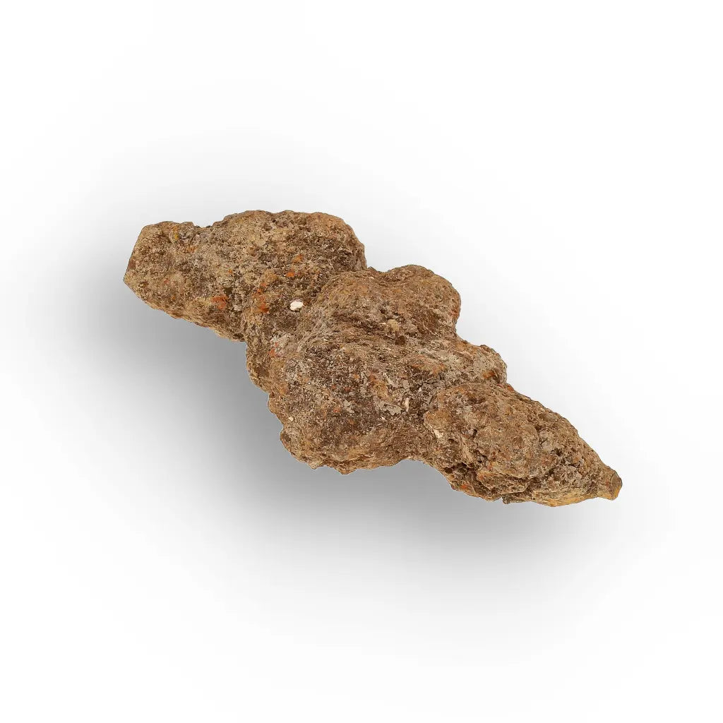 Get your Madagascar Coprolite Fossil – Rare Prehistoric Digestive Relic online now or in store at Forever Gems in Franschhoek, South Africa