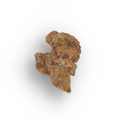 Get your Madagascar Coprolite Fossil – Rare Prehistoric Digestive Relic online now or in store at Forever Gems in Franschhoek, South Africa