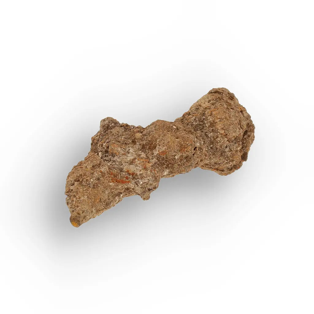 Get your Madagascar Coprolite Fossil – Rare Prehistoric Digestive Relic online now or in store at Forever Gems in Franschhoek, South Africa