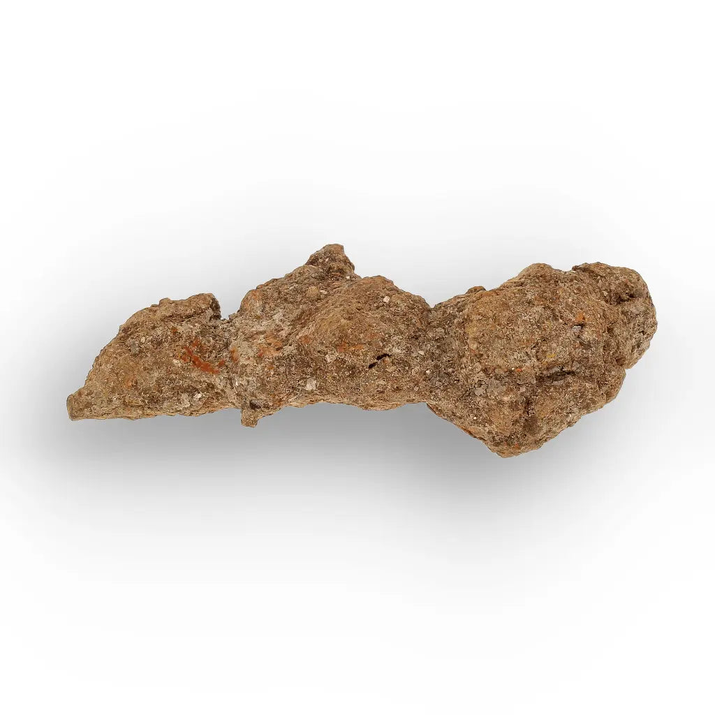 Get your Madagascar Coprolite Fossil – Rare Prehistoric Digestive Relic online now or in store at Forever Gems in Franschhoek, South Africa