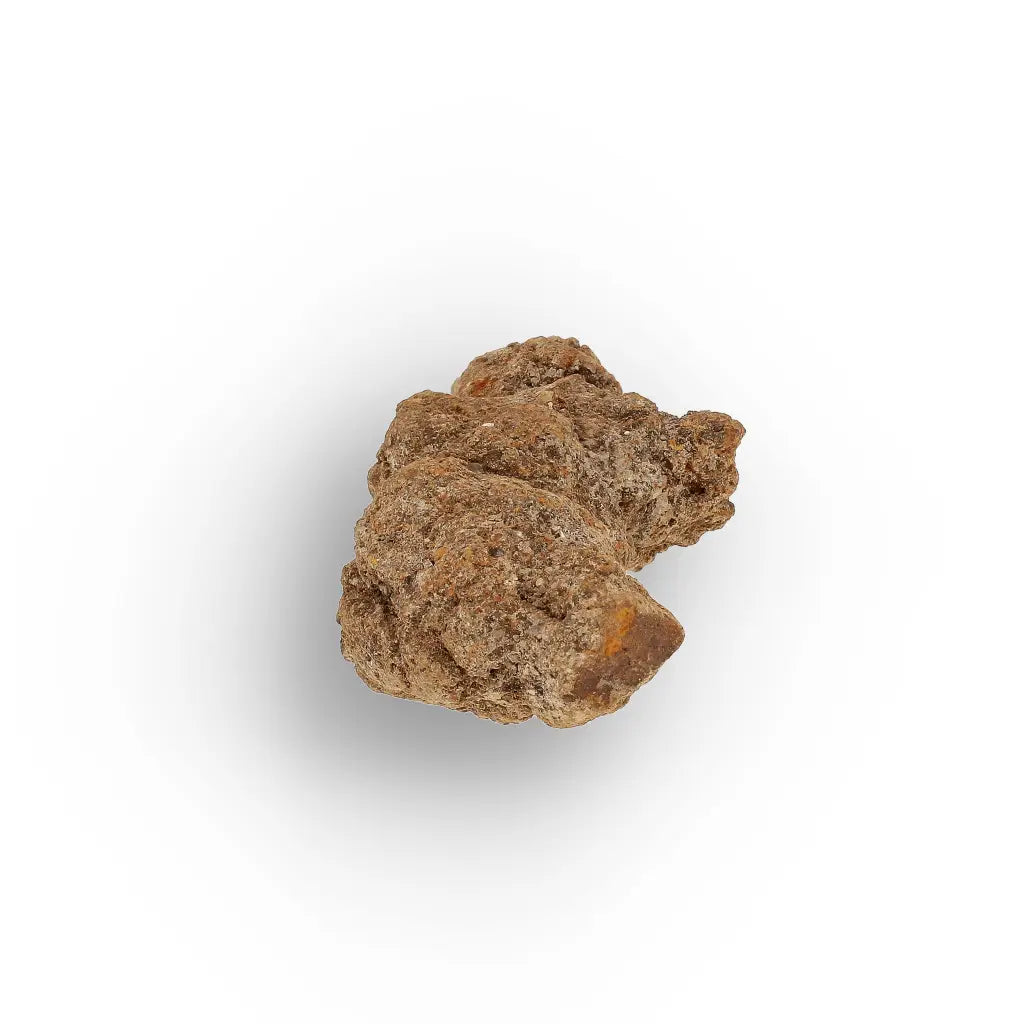 Get your Madagascar Coprolite Fossil – Rare Prehistoric Digestive Relic online now or in store at Forever Gems in Franschhoek, South Africa