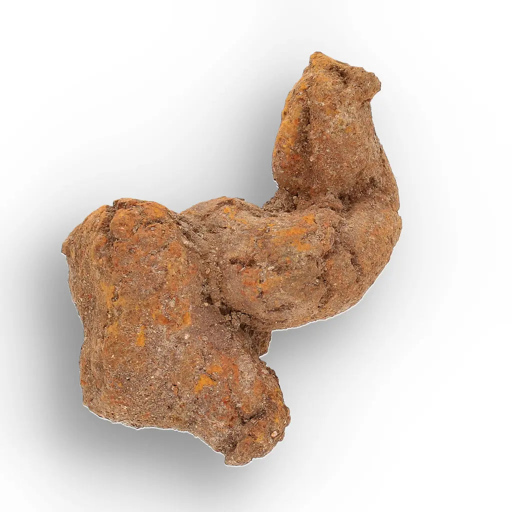 Get your Authentic Madagascan Coprolite Fossil with Twisted Form online now or in store at Forever Gems in Franschhoek, South Africa