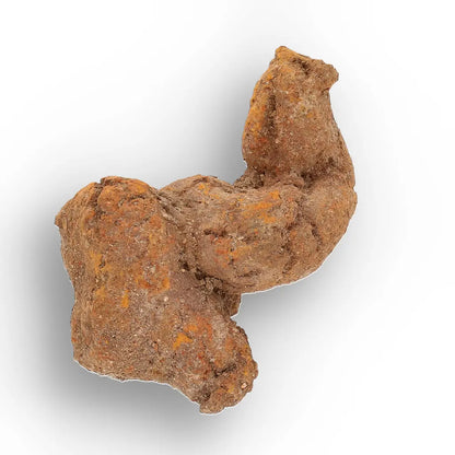 Get your Authentic Madagascan Coprolite Fossil with Twisted Form online now or in store at Forever Gems in Franschhoek, South Africa