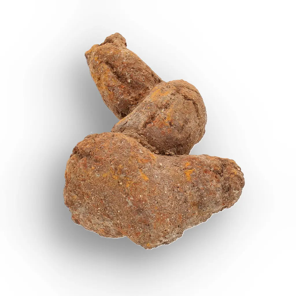 Get your Authentic Madagascan Coprolite Fossil with Twisted Form online now or in store at Forever Gems in Franschhoek, South Africa