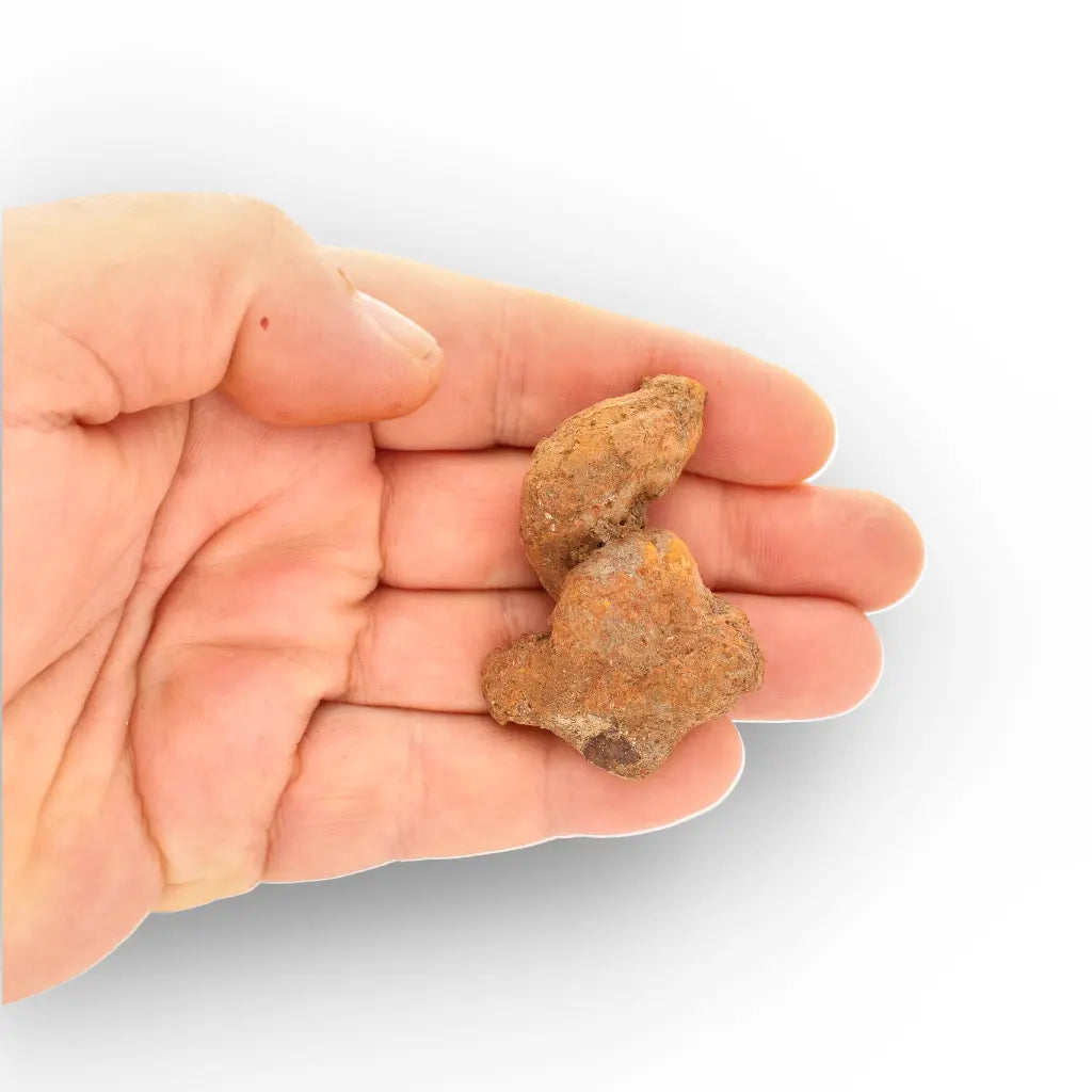 Get your Authentic Madagascan Coprolite Fossil with Twisted Form online now or in store at Forever Gems in Franschhoek, South Africa