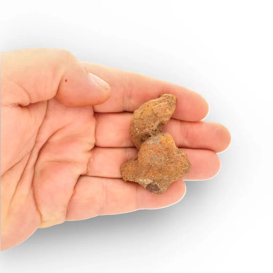 Get your Authentic Madagascan Coprolite Fossil with Twisted Form online now or in store at Forever Gems in Franschhoek, South Africa