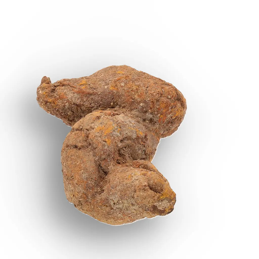 Get your Authentic Madagascan Coprolite Fossil with Twisted Form online now or in store at Forever Gems in Franschhoek, South Africa