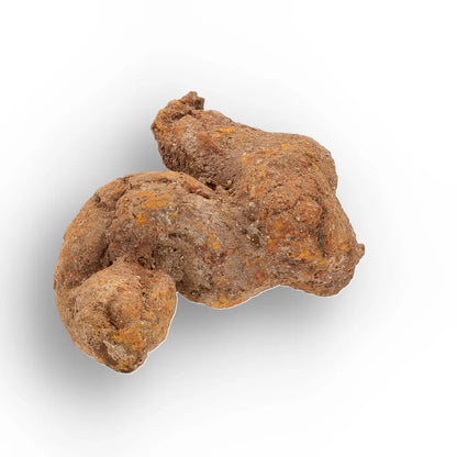 Get your Authentic Madagascan Coprolite Fossil with Twisted Form online now or in store at Forever Gems in Franschhoek, South Africa