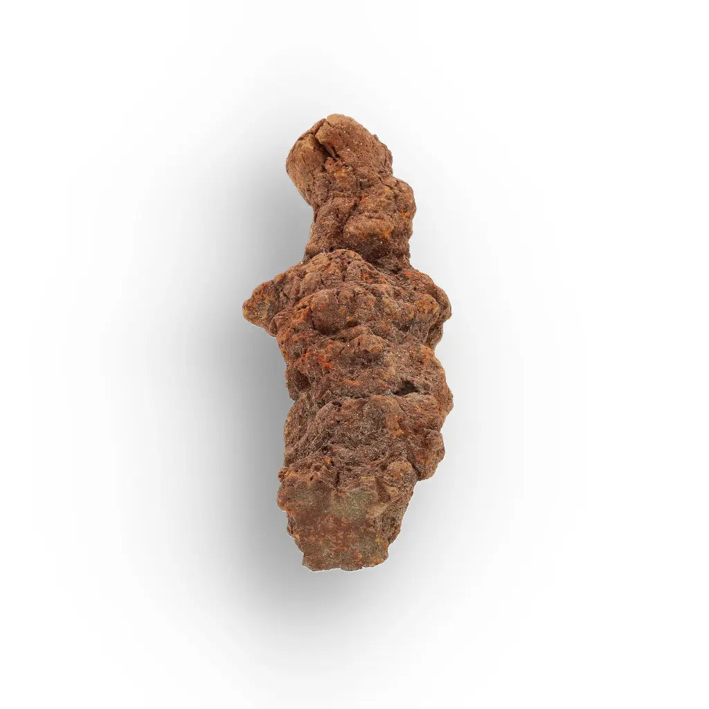 Get your Late Cretaceous Coprolite Fossil Madagascar – Collector Specimen online now or in store at Forever Gems in Franschhoek, South Africa