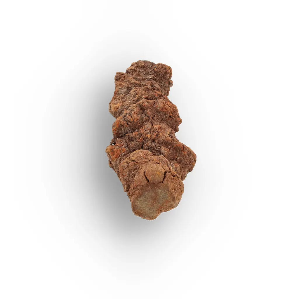 Get your Late Cretaceous Coprolite Fossil Madagascar – Collector Specimen online now or in store at Forever Gems in Franschhoek, South Africa