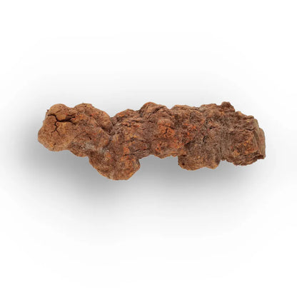 Get your Late Cretaceous Coprolite Fossil Madagascar – Collector Specimen online now or in store at Forever Gems in Franschhoek, South Africa