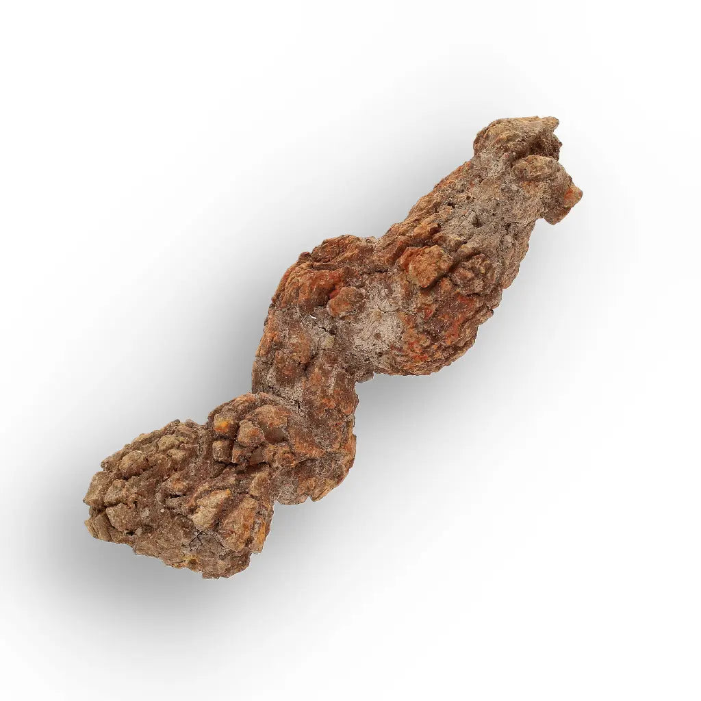 Get your Real Fossilised Dinosaur Age Coprolite from Madagascar online now or in store at Forever Gems in Franschhoek, South Africa