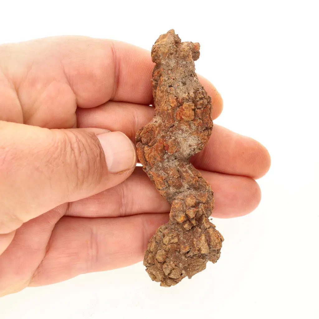 Get your Real Fossilised Dinosaur Age Coprolite from Madagascar online now or in store at Forever Gems in Franschhoek, South Africa