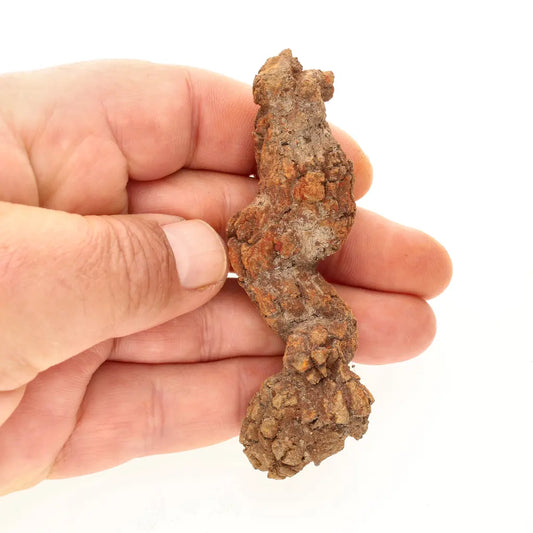 Get your Real Fossilised Dinosaur Age Coprolite from Madagascar online now or in store at Forever Gems in Franschhoek, South Africa