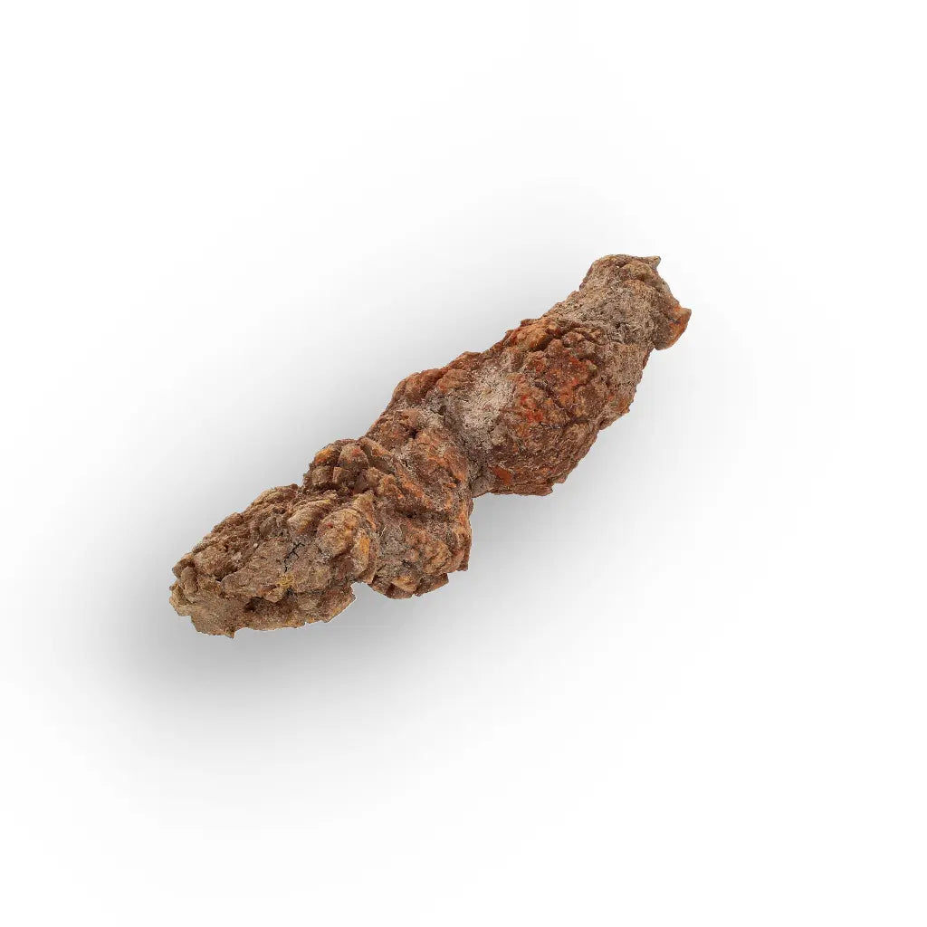 Get your Real Fossilised Dinosaur Age Coprolite from Madagascar online now or in store at Forever Gems in Franschhoek, South Africa