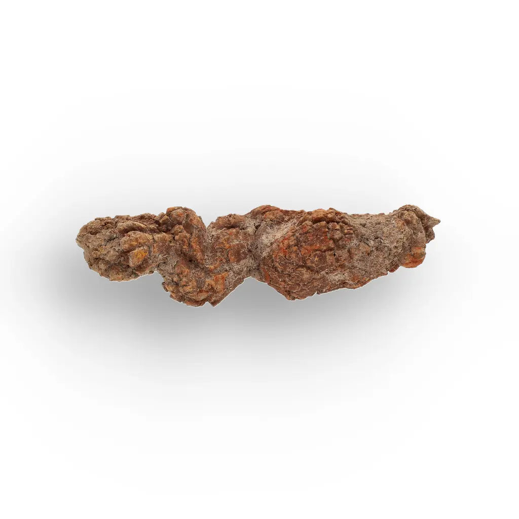 Get your Real Fossilised Dinosaur Age Coprolite from Madagascar online now or in store at Forever Gems in Franschhoek, South Africa