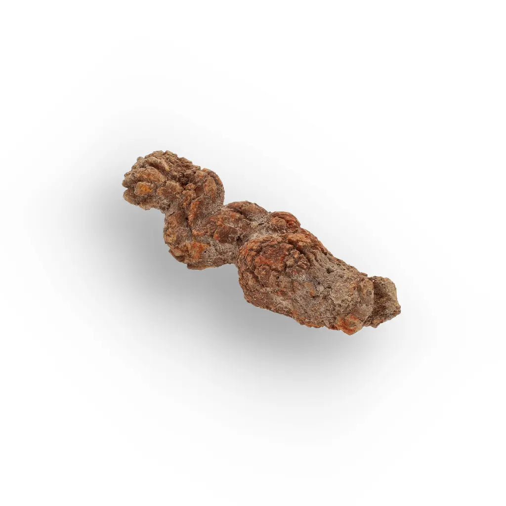 Get your Real Fossilised Dinosaur Age Coprolite from Madagascar online now or in store at Forever Gems in Franschhoek, South Africa