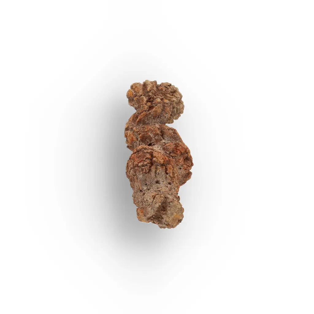 Get your Real Fossilised Dinosaur Age Coprolite from Madagascar online now or in store at Forever Gems in Franschhoek, South Africa