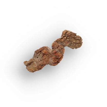 Get your Real Fossilised Dinosaur Age Coprolite from Madagascar online now or in store at Forever Gems in Franschhoek, South Africa