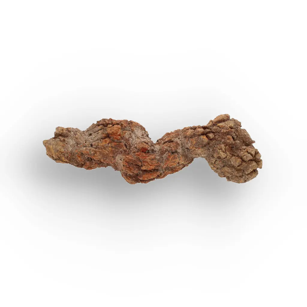 Get your Real Fossilised Dinosaur Age Coprolite from Madagascar online now or in store at Forever Gems in Franschhoek, South Africa