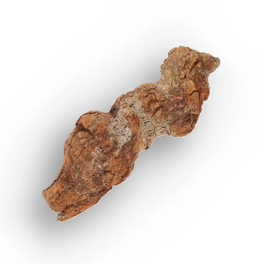 Get your Unique Madagascan Coprolite Fossil – Prehistoric Trace Fossil online now or in store at Forever Gems in Franschhoek, South Africa