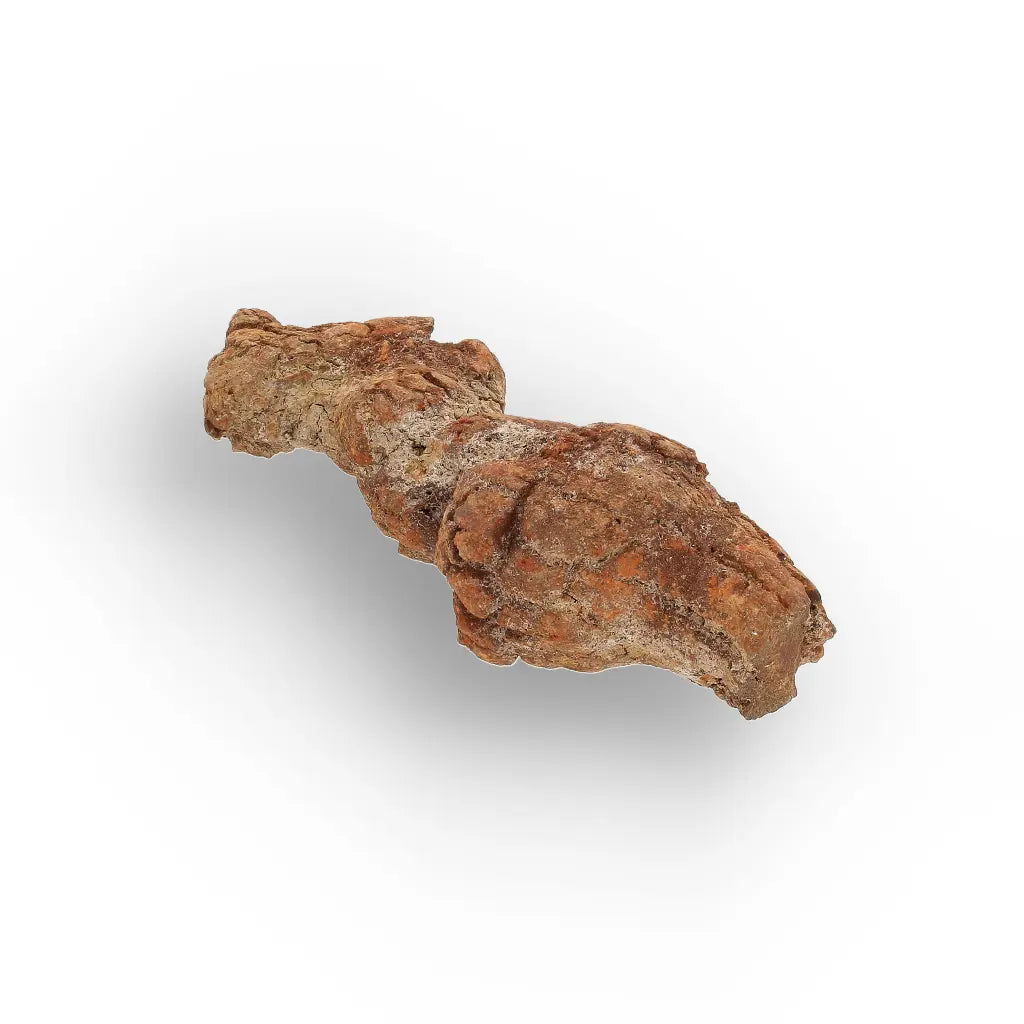 Get your Unique Madagascan Coprolite Fossil – Prehistoric Trace Fossil online now or in store at Forever Gems in Franschhoek, South Africa